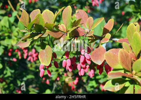 Berberitze, Europäische Berberbeere, Gewöhnliche Berberitze, Berberis vulgaris, sóskaborbolya, Budapest, Ungarn, Magyarország, Europa Stockfoto