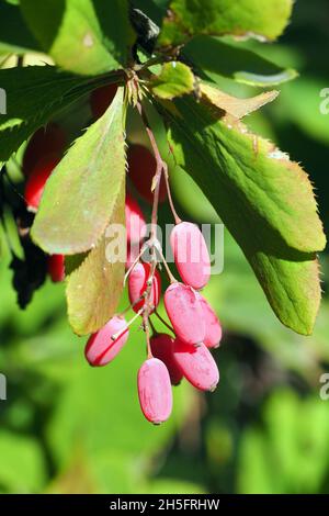 Berberitze, Europäische Berberbeere, Gewöhnliche Berberitze, Berberis vulgaris, sóskaborbolya, Budapest, Ungarn, Magyarország, Europa Stockfoto