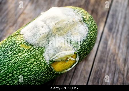 Verwöhnte Zucchini auf einem hölzernen Hintergrund. Fauler Squash. Unsachgemäße Lagerung von Gemüse. Schimmelpilze treffen auf das Gemüse. Nahaufnahme. Stockfoto