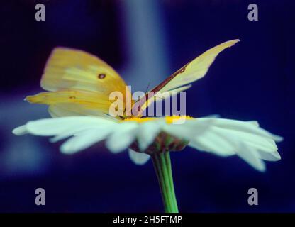 Schmetterling auf gewöhnlichem Gänseblümchen aus nächster Nähe. Belles Perennis Blume und wolkiger Schwefel, Colias Philodice, Schmetterling. Bestäubende Wildblumen Stockfoto