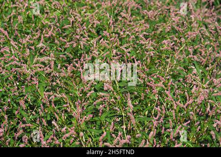 damendaumen, getupfter Damendaumen, Jesusplant, Rotschenkel, Floh-Knöterich, Persicaria maculosa, Polygonum persicaria, baracklevelű keserűfű, Ungarn Stockfoto