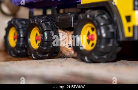 Das Kätzchen sitzt neben einem Spielzeugkipper. Katze und LKW. Horizontales Foto. Stockfoto