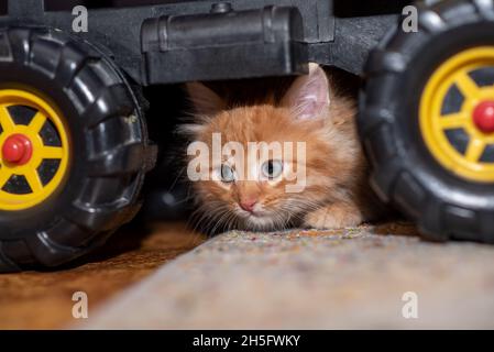 Das Kätzchen sitzt neben einem Spielzeugkipper. Katze und LKW. Horizontales Foto. Stockfoto