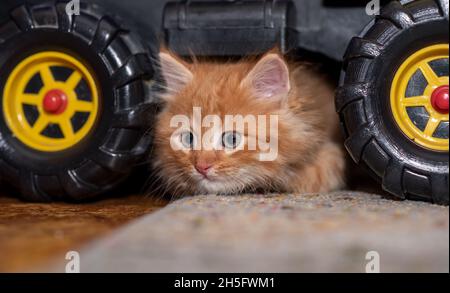 Das Kätzchen sitzt neben einem Spielzeugkipper. Katze und LKW. Horizontales Foto. Stockfoto