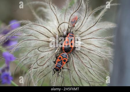 Nahaufnahme eines roten Hemiptera-Insekts auf der weißen Unkrautblume Stockfoto