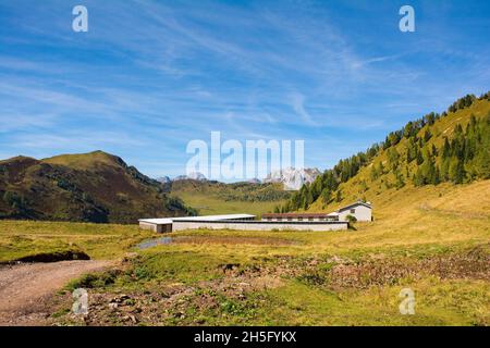 Ein Kuhschuppen-Gebäude auf der Bergwiese Laghi di Festons auf der Sella Festons bei Sauris di Sopra, Provinz Udine, Friaul-Julisch Venetien, Nordostitalien. Stockfoto