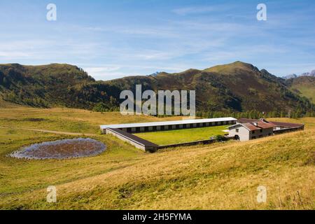 Ein Kuhschuppen-Gebäude auf der Bergwiese Laghi di Festons auf der Sella Festons bei Sauris di Sopra, Provinz Udine, Friaul-Julisch Venetien, Nordostitalien. Stockfoto