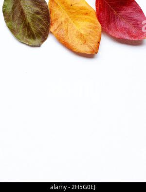 Draufsicht flaches Lay von gelben, grünen und roten Herbstblättern aus der Nähe oben auf weißem Hintergrund. Vorlage in warmen Farben mit Blattfallkonzept und Kopierer Stockfoto