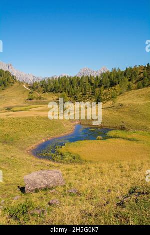 Almwiese Laghi di Festons auf den Sella Festons bei Sauris di Sopra, Provinz Udine, Friaul-Julisch Venetien, Italien. Eine Sommerweide für Milchkühe Stockfoto