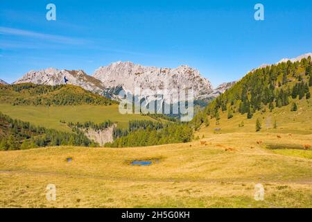 Almwiese Laghi di Festons auf den Sella Festons bei Sauris di Sopra, Provinz Udine, Friaul-Julisch Venetien, Italien. Eine Sommerweide für Milchkühe Stockfoto