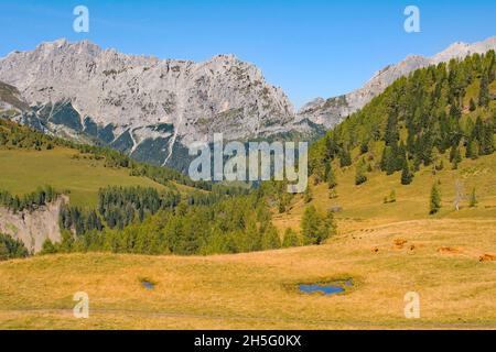 Almwiese Laghi di Festons auf den Sella Festons bei Sauris di Sopra, Provinz Udine, Friaul-Julisch Venetien, Italien. Eine Sommerweide für Milchkühe Stockfoto