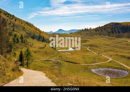 Almwiese Laghi di Festons auf den Sella Festons bei Sauris di Sopra, Provinz Udine, Friaul-Julisch Venetien, Italien. Eine Sommerweide für Milchkühe Stockfoto