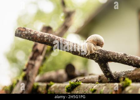 Schnecke, die sich kopfüber auf dem Ast im Hausgarten bewegt Stockfoto