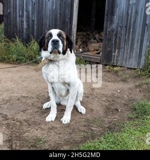 Der hl. Bernhard auf einer Kette bewacht das Haus in einem Dorf in Russland Stockfoto