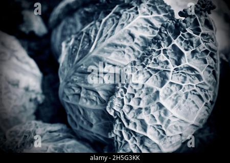 Savoy Kohlköpfe mit markanten, knackigen Blättern. Nahaufnahme dramatischer Fotos Stockfoto