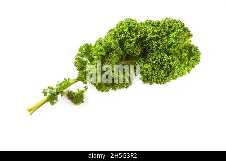 Grünkohl oder Grünblattkohl, ganzes lockiges Blatt isoliert auf weißem Hintergrund, gesundes Wintergemüse reich an Vitaminen, Kopierraum, ausgewählter Fokus Stockfoto