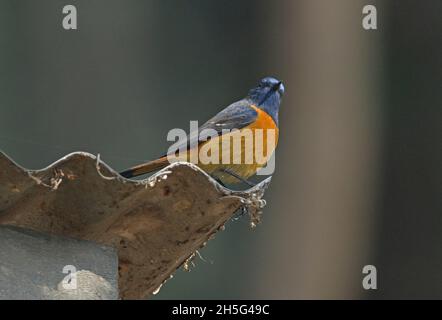 Blaustirniger Redstart (Phoenicurus frontalis) erwachsener Mann, der auf dem Dach von Kathmandu, Nepal, thront Februar Stockfoto