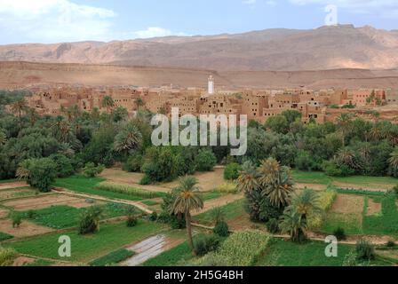Der Tinghir-Palmenhain im Herzen des Todgha-Tals Stockfoto