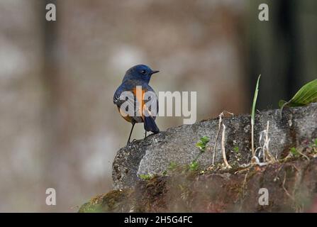 Blaustirniger Redstart (Phoenicurus frontalis) erwachsener Rüde, der auf dem Felsen Kathmandu, Nepal, thront Februar Stockfoto