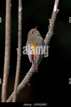 Blaustirnige Redstart-Hündin (Phoenicurus frontalis), die auf einem toten Stamm thront und Kathmandu, Nepal, aufblickt Februar Stockfoto