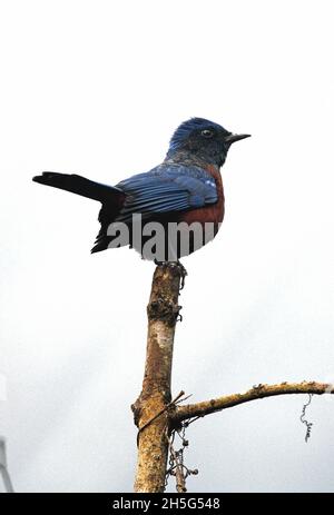 Kastanienbauchige Steindrossel (Monticola rufidentris), ein Mann, der auf dem toten Baum Kathmandu, Nepal, thront Februar Stockfoto