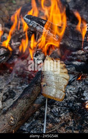 Gebratener Speck auf Lagerfeuer Flamme im Garten. Stockfoto