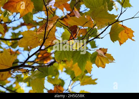 Herbstblätter auf Ast wehen im Wind auf Ast. Konzept der Bewegung. Laub des Londoner Platanenbaums 'Platanus x hispanica'. Dublin, Irland Stockfoto