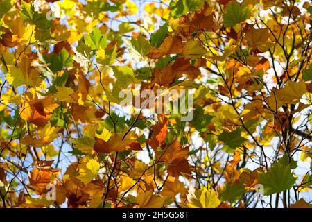 Herbstblätter auf dem im Wind wehenden Ast, beleuchtet durch Sonnenlicht. Laub der Londoner Platane 'Platanus x hispanica' während des saisonalen Farbwechsels. Dublin Stockfoto