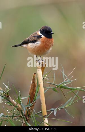 Gewöhnliches Stonechat (Saxicola torquata) Männchen, das auf dem toten Schilf des Chitwan NP, Nepal, thront Januar Stockfoto