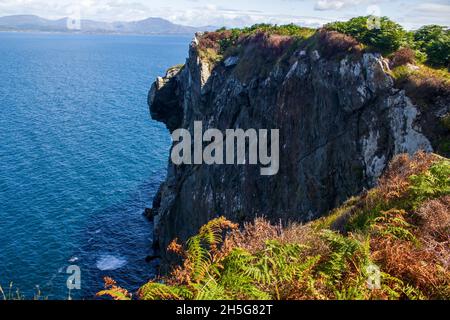 Die Klippen der Bantry Bay in der Grafschaft Cork, Irland. Stockfoto