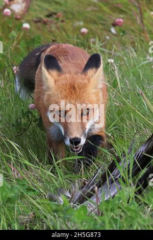 Nahaufnahme eines Rotfuchses, der im Gras jagt Stockfoto