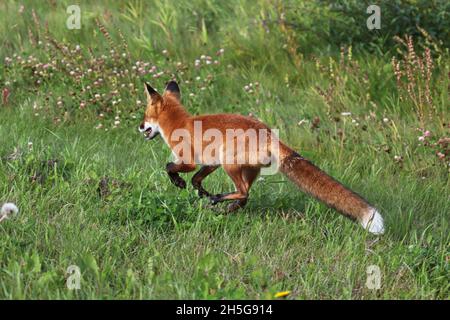 Ein Rotfuchs auf der Flucht in einem grasbewachsenen Gebiet Stockfoto