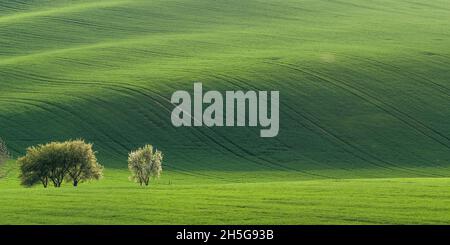 Panorama mit grünen Wiese, Agrarlandschaft Stockfoto