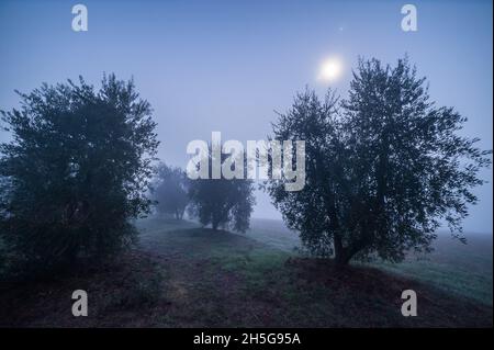 Olivengarten in der Nacht im Nebel durch den Mond beleuchtet Stockfoto
