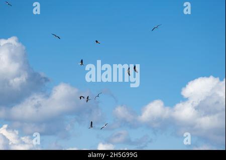 Blick auf die Natur mit vielen Streicheln am blauen Himmel Stockfoto