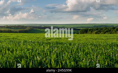 Sommerlandschaft mit grünen Feldern zum Horizont im Tiefland Stockfoto