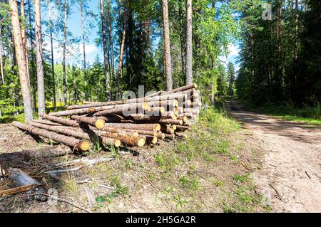 Forstindustrie, gestapeltes Holz auf einer Forststraße an sonnigen Tagen. Entwaldung durch den Menschen Stockfoto