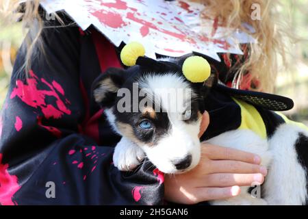 Border Collie Welpe in Halloween Kostüm gekleidet Stockfoto