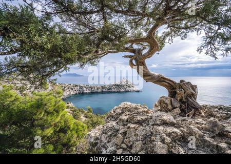 Kiefer und Kap Kapchik im Hintergrund. Schöne Landschaft auf schwarzem Meer. Novyi Svit, Krim, Sudak Stockfoto