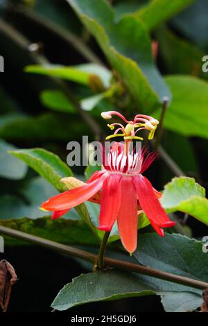 Passiflora coccinea (scharlachrote Passionsblume, rote Passionsblume, Granadila merah) auf dem Baum. Stockfoto