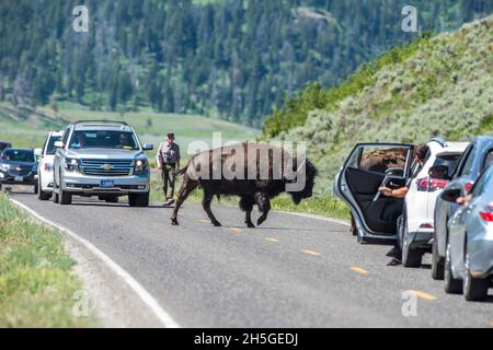 Amerikanische Bisons (Bison Bison), die an sonnigen Tagen über den Highway laufen und den Verkehr aufhalten; Yellowstone-Nationalpark, Vereinigte Staaten von Amerika Stockfoto