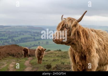 Drei fotogene Highland-Kühe, die im Herbst 2021 in Baslow Edge auf den Derbyshire Dales gesehen wurden. Stockfoto