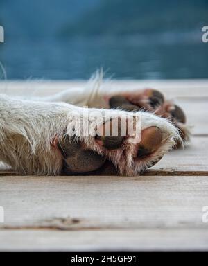 Nahaufnahme der Hundepfote im Freien .Hunderasse ist weißer Schäferhund Stockfoto