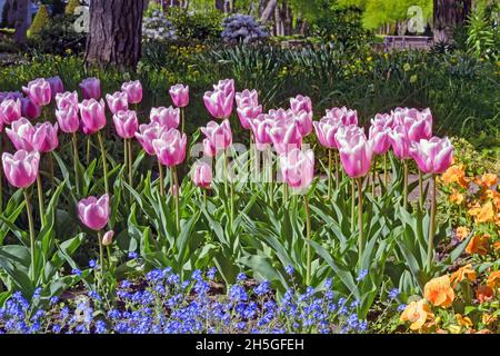 Blühende Tulpen und andere Frühblüher in einem Park in Wilhelmshaven Stockfoto