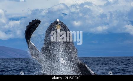 Breach, Buckelwal (Megaptera novaeangliae), Hawaiian Islands Buckelwal National Marine Sanctuary, Hawaii Stockfoto