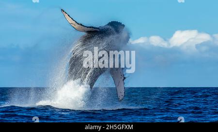 Breach, Sequenz 1-6, Buckelwal (Megaptera novaeangliae), Hawaiian Islands Buckelwal National Marine Sanctuary, Hawaii Stockfoto