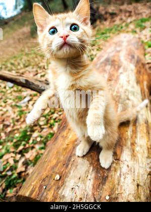 Kätzchen stehen auf dem Holzstamm, große runde Augen, im Freien Stockfoto