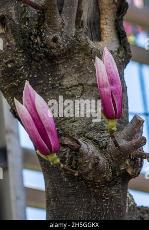 Mittelteil eines Magnolienbaums mit zwei aufkeimenden Blüten Stockfoto