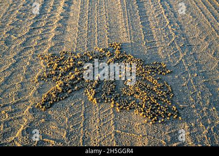 Krabbenbälle auf Reifenspuren Stockfoto