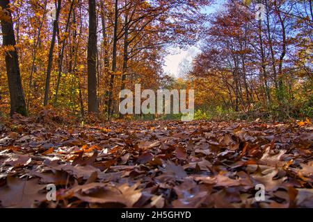 Wunderschöne Bäume am blauen Himmel. Farbenfrohe Herbstliche im Wald. Stockfoto